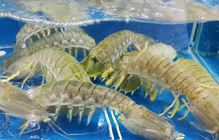 海鲜怎么进口报关？有哪些当苦衷项？